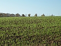 Campagna in autunno 3242.Semina